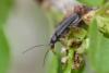 Osphya bipunctata